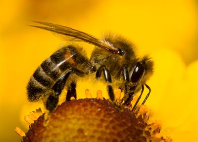 Böcek İlaçları Arılar İçin Kabul Edilemez Bir Tehlike