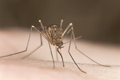 Sivrisineklerle Savaşma Yolları