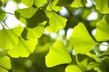 Yaşlı Bilge: Ginkgo Biloba ve Faydaları