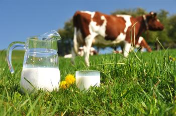 Kemik Sağlığı İçin Süt Ürünlerinden Fazlası Gerekiyor