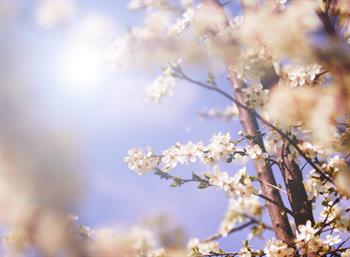 Geleneksel Tıpta İlkbahar: Arınma ve Yenilenme Mevsimi