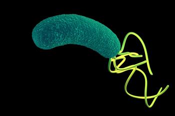 Lactobacillus, H. pylori'ye Karşı Koruyor