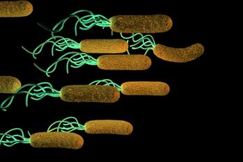 Mide Ülserine Neden Olan Bakteriye Karşı Vücudun Doğal Savunması